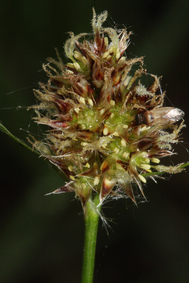 3128 Erba lucciola multiflora 05