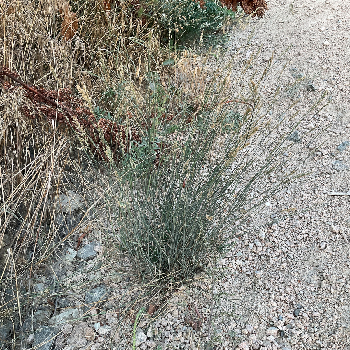 3173 Poa compressa 01