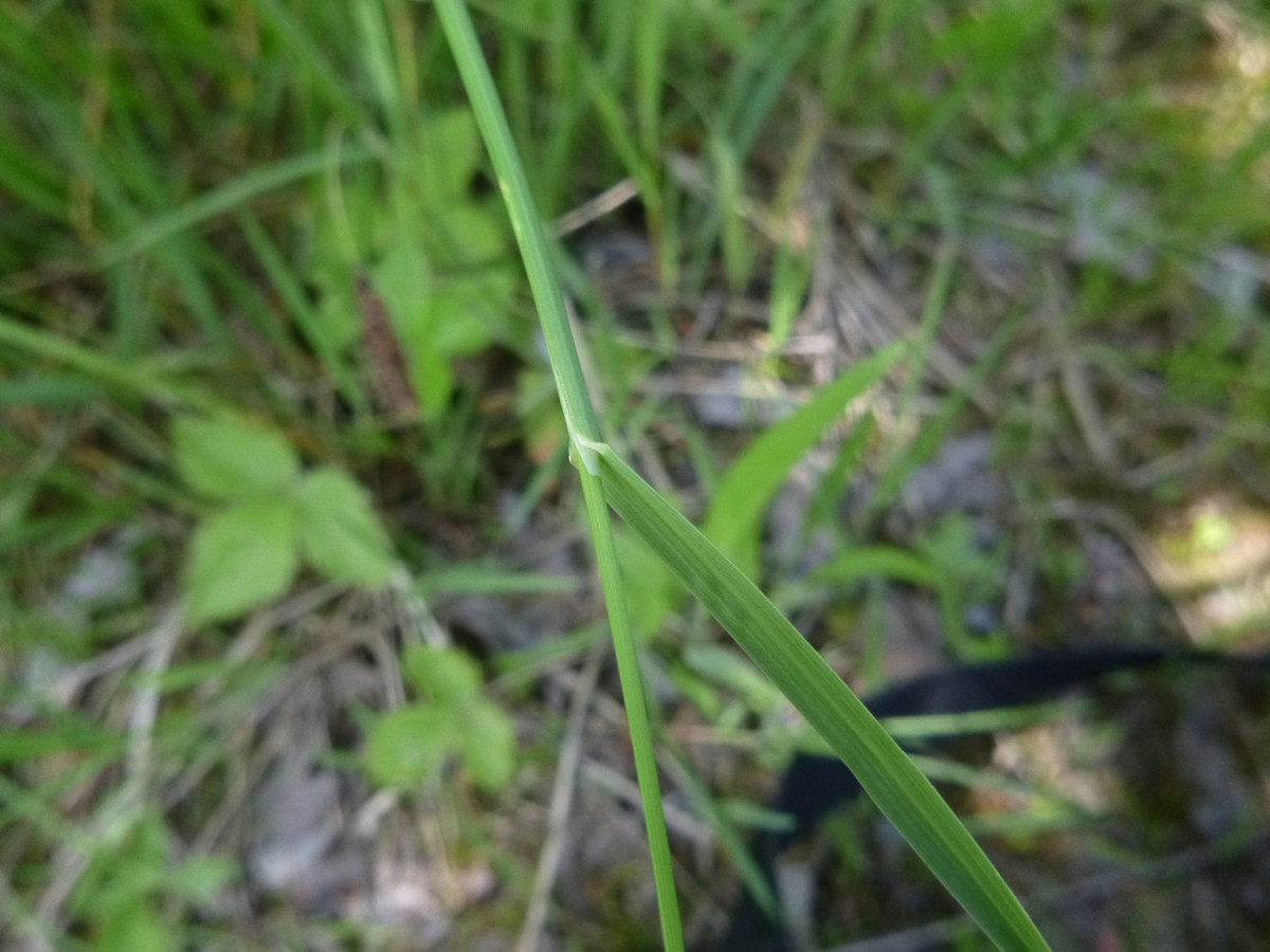 3173 Poa compressa 06