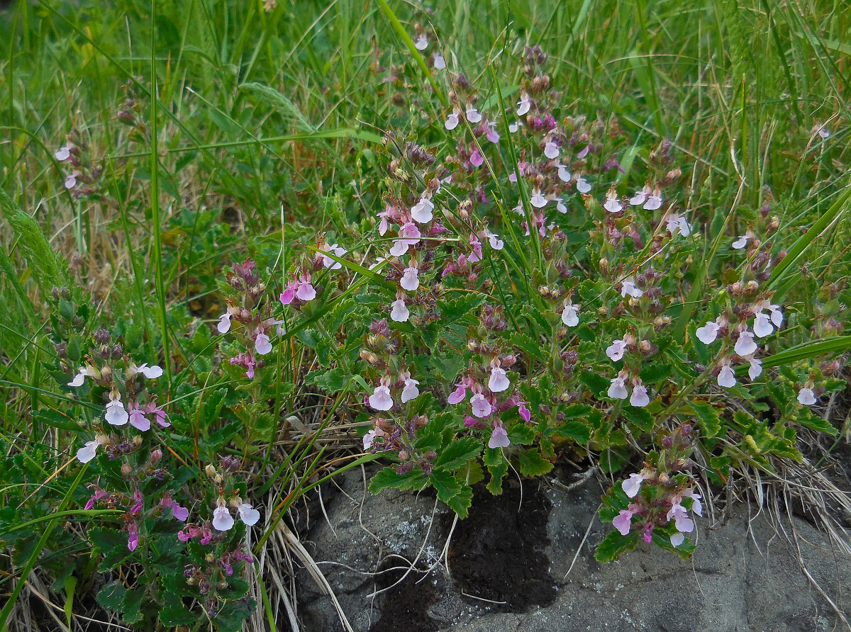 3175 Camedrio comune 01