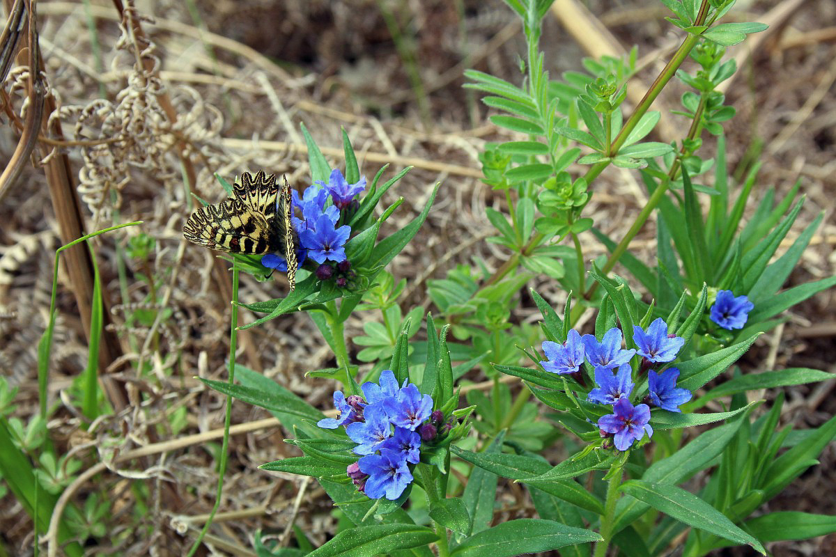 3199 Erba-perla azzurra 01