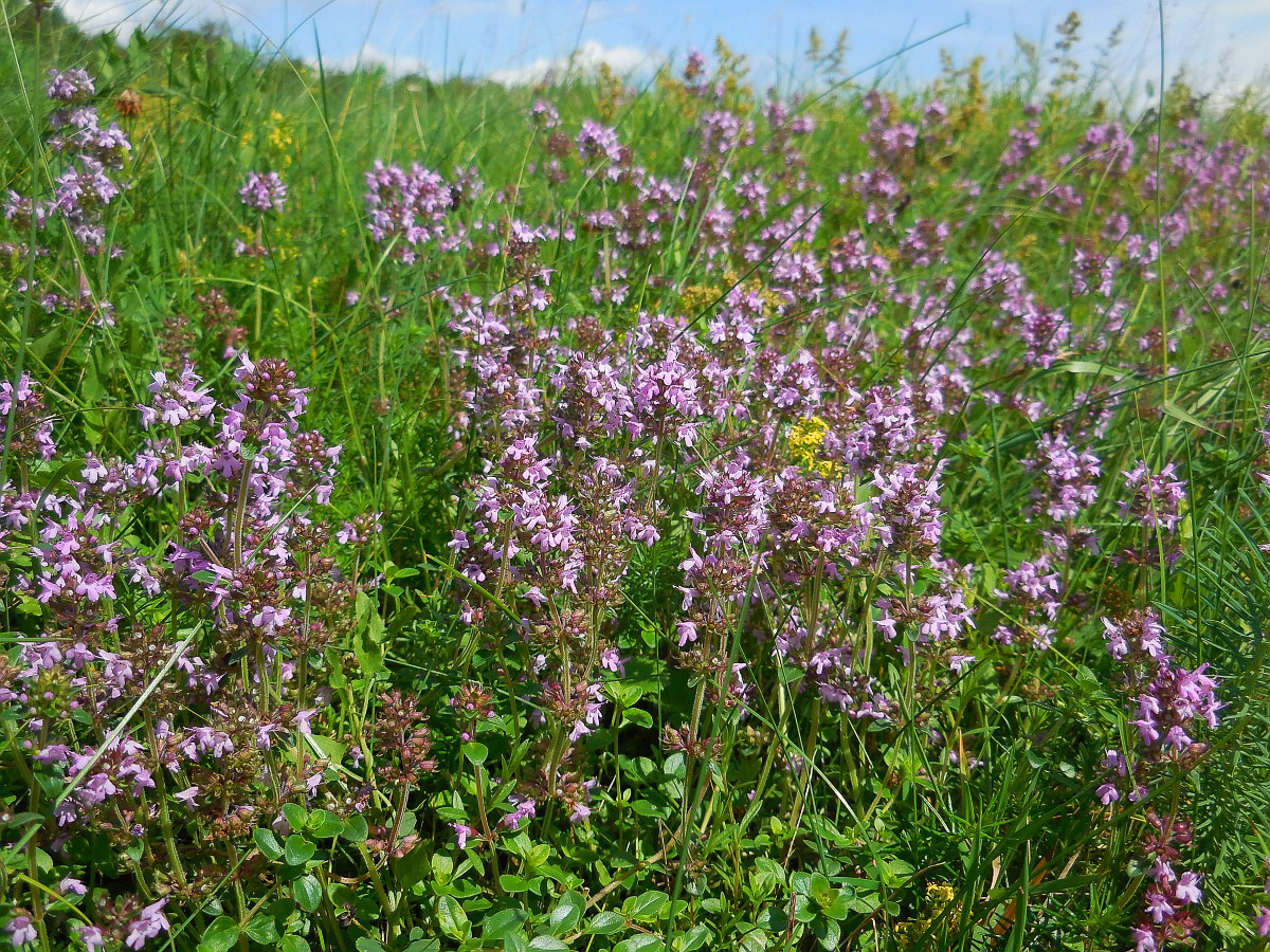 3222 Timo goniotrico 01