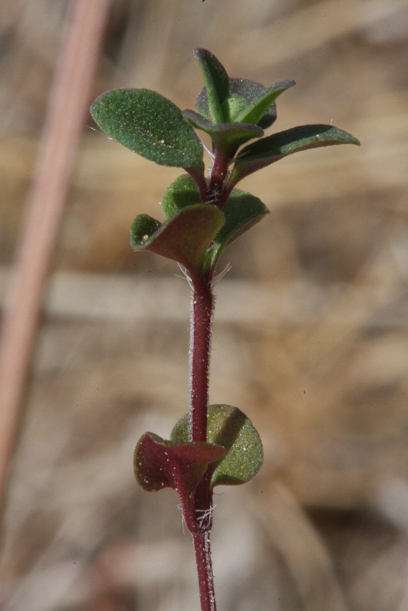 3222 Timo goniotrico 04