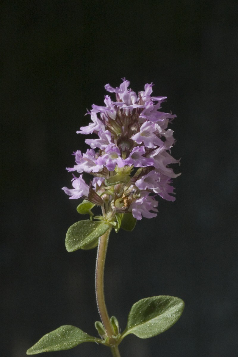 3222 Timo goniotrico 05