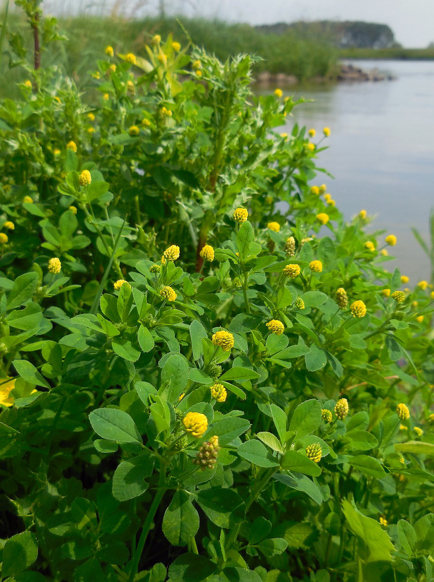 3264 Medica lupolina 01