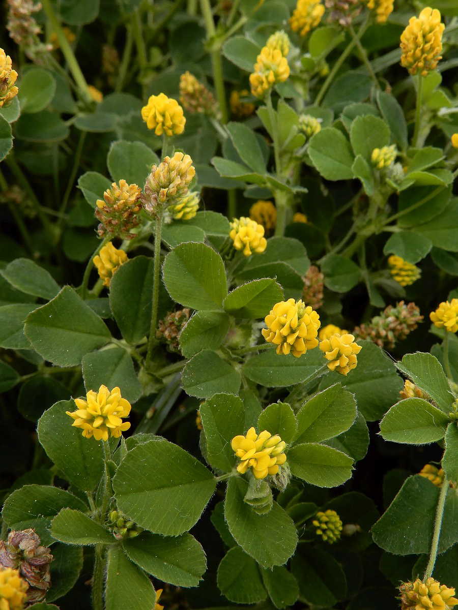 3264 Medica lupolina 04