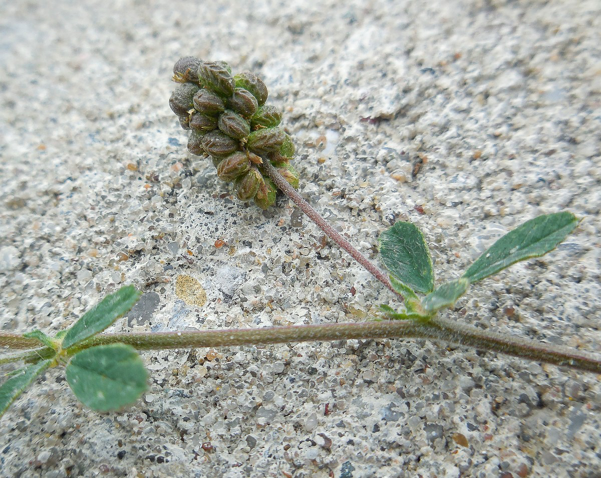 3264 Medica lupolina 06