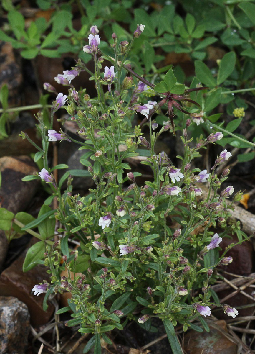 3269 Linaiola comune 01