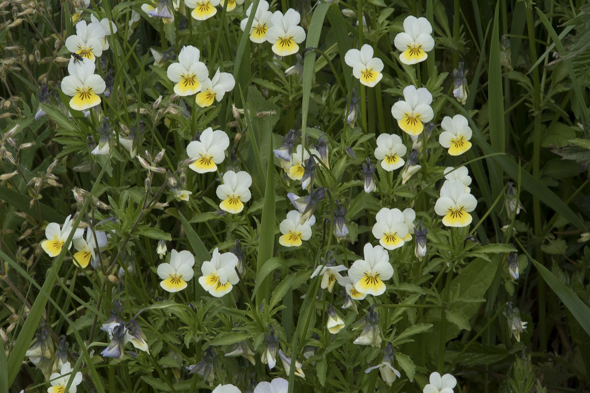 3274 Viola dei campi 01