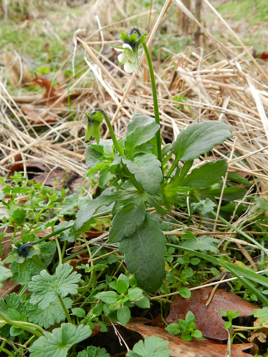 3274 Viola dei campi 04