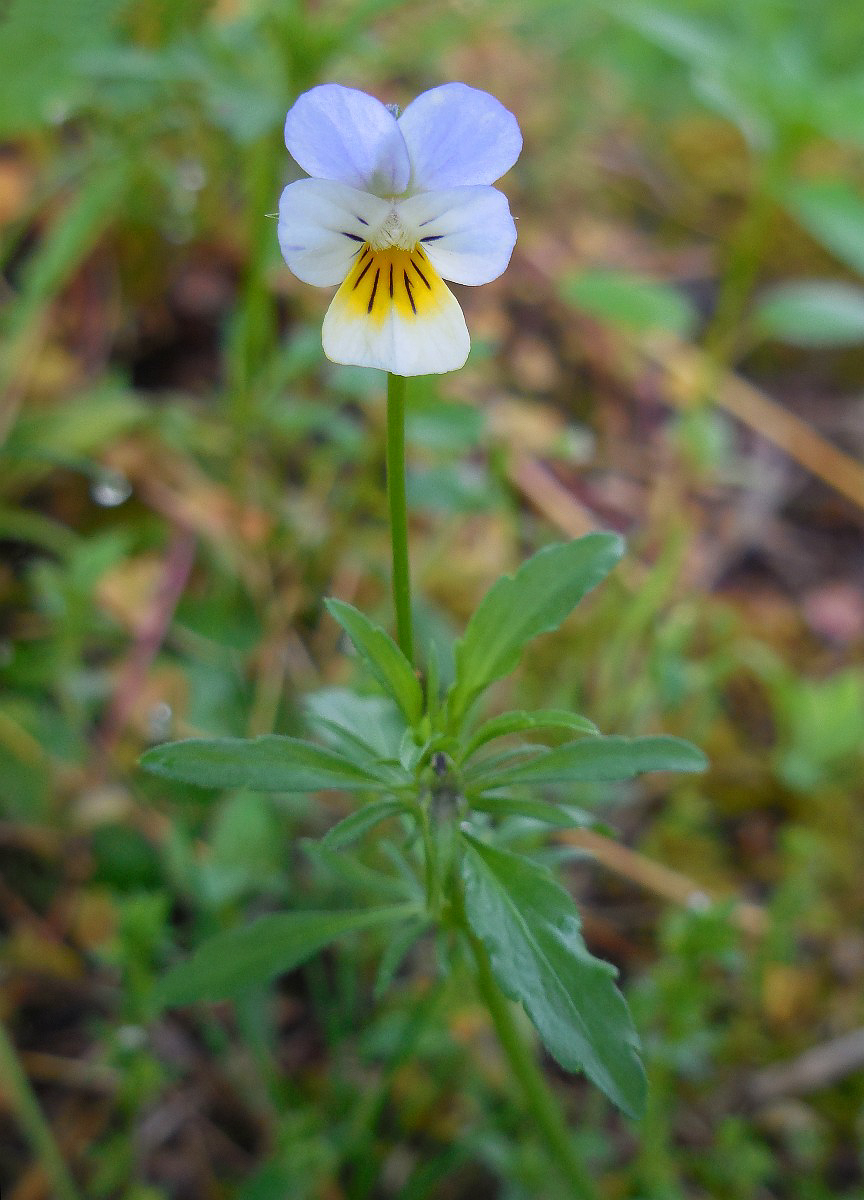 3274 Viola dei campi 05