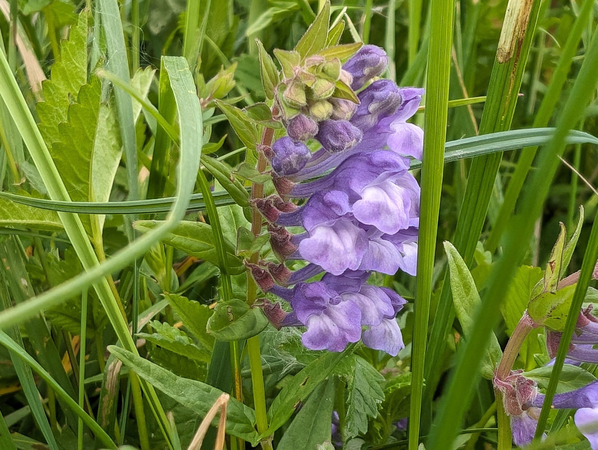 3290 Scutellaria lanciforme 01