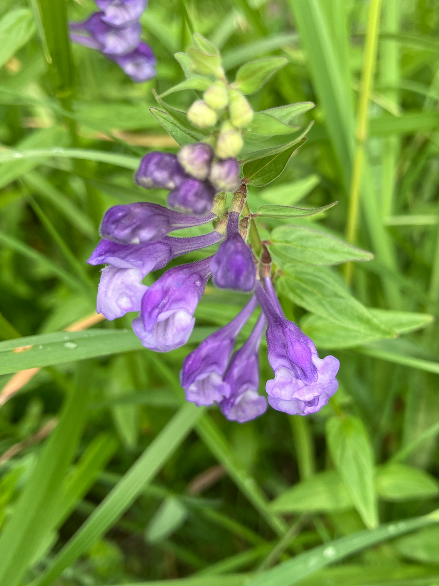3290 Scutellaria lanciforme 04