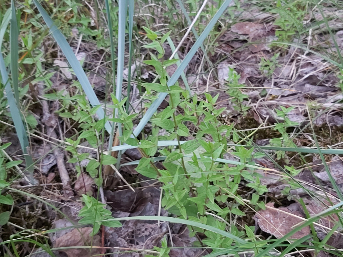 3290 Scutellaria lanciforme 05