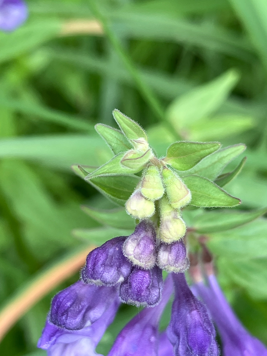 3290 Scutellaria lanciforme 06