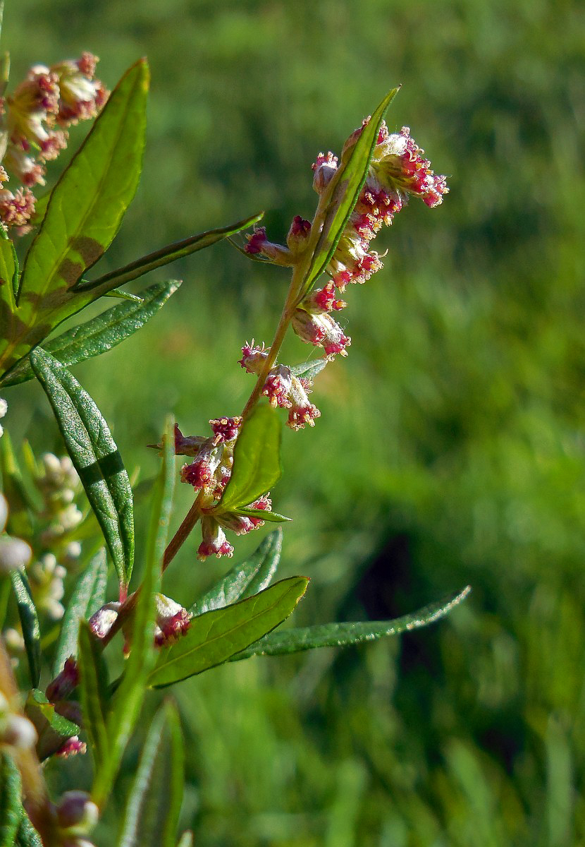 3291 Artemisia comune 04