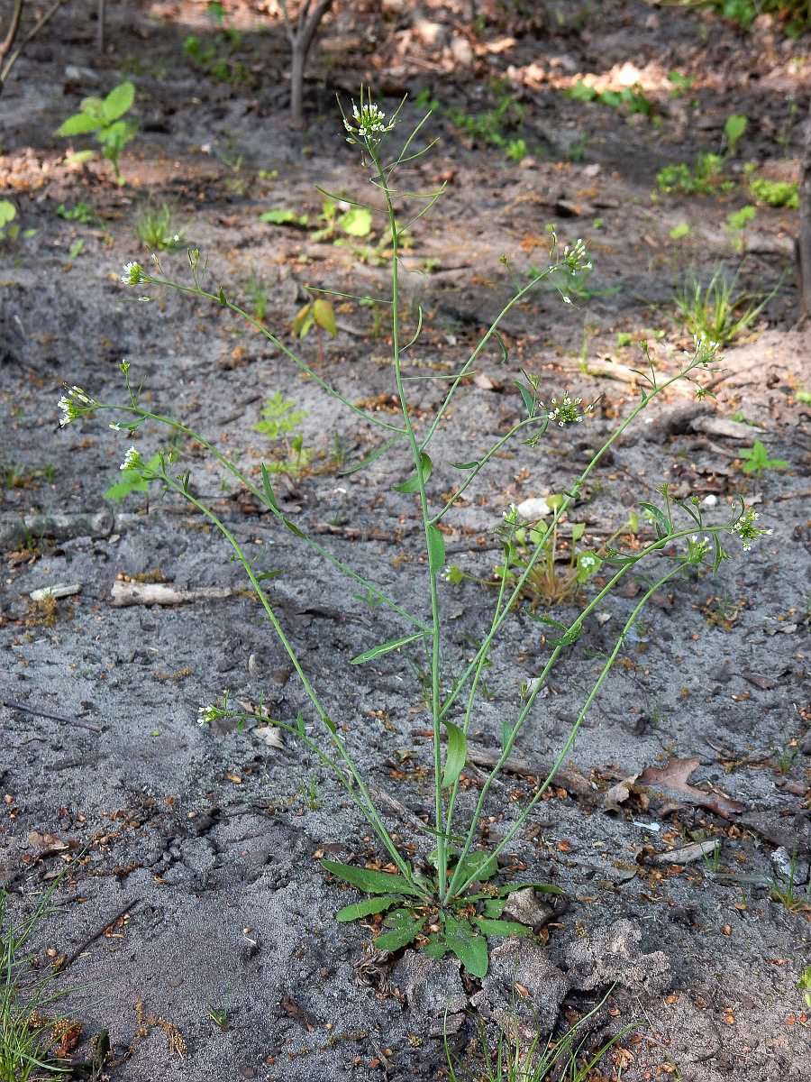 3307 Arabetta comune 01