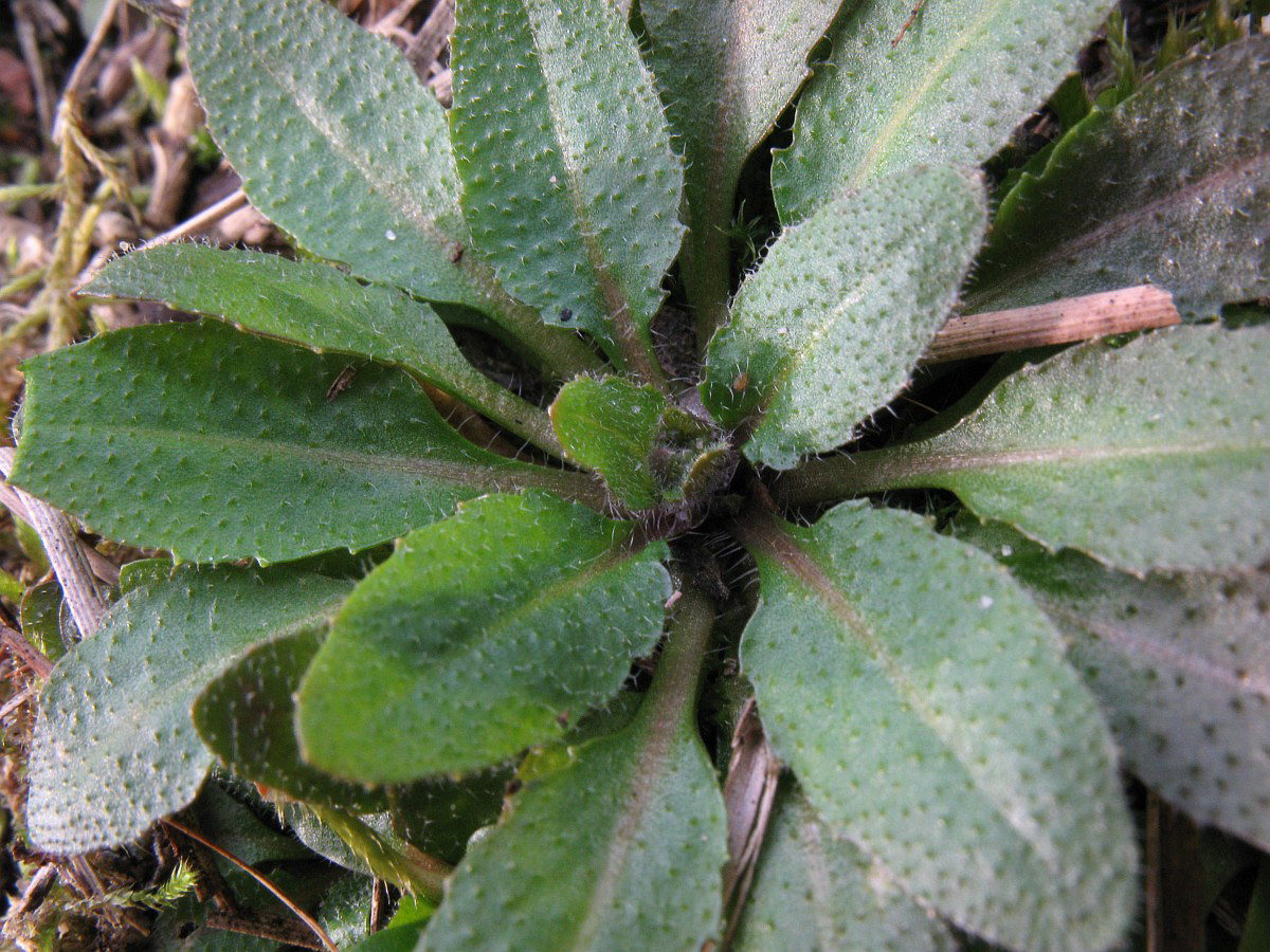 3307 Arabetta comune 04