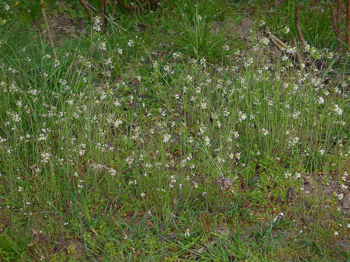 3307 Arabetta comune 06