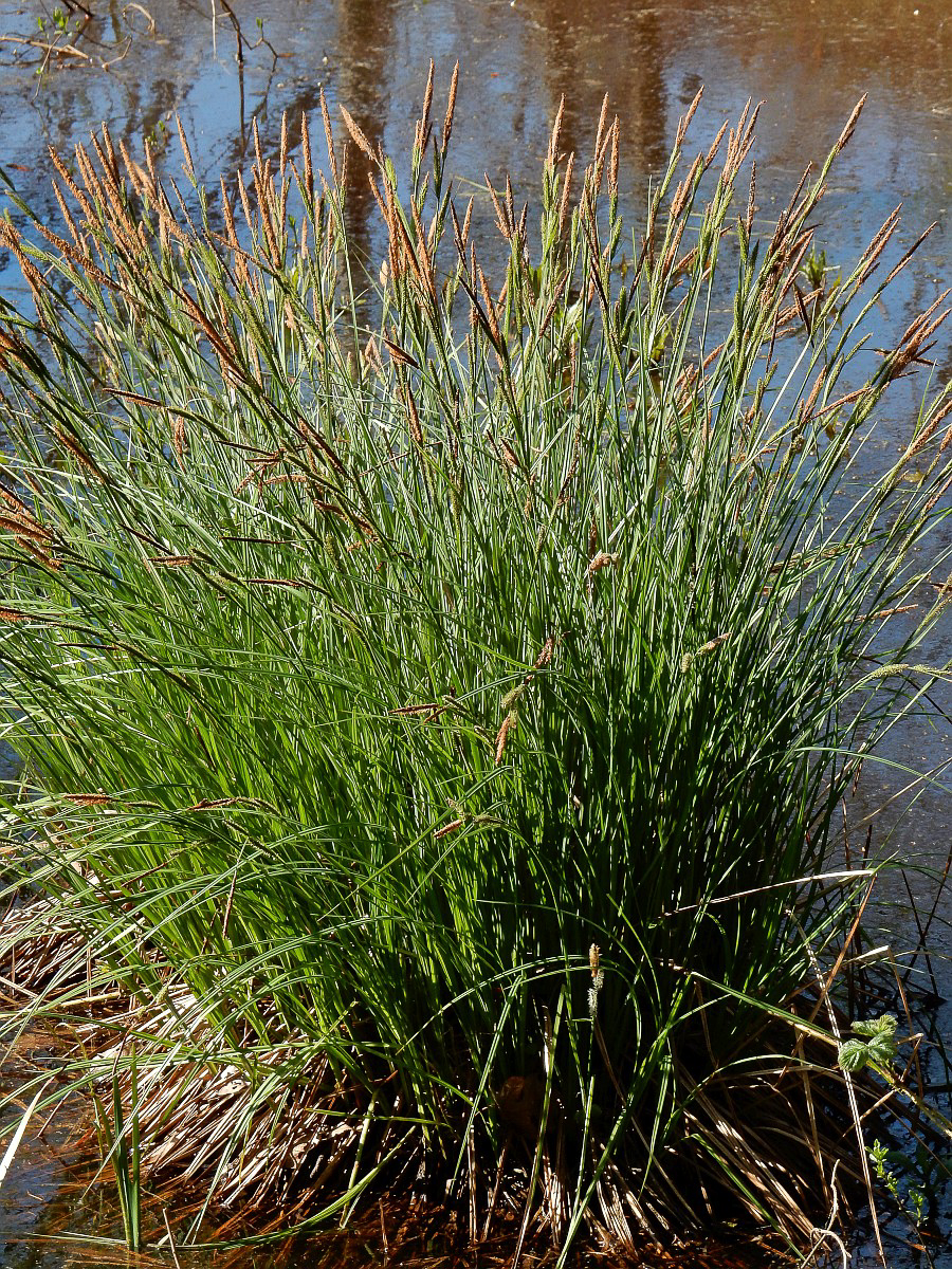 3395 Carice elevata 01