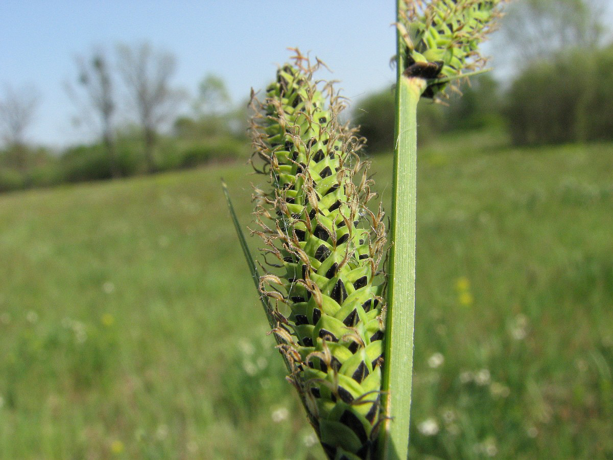 3395 Carice elevata 04