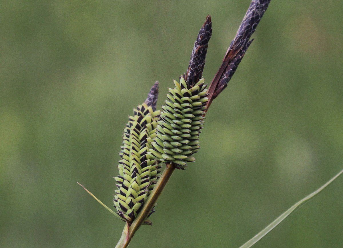 3395 Carice elevata 05