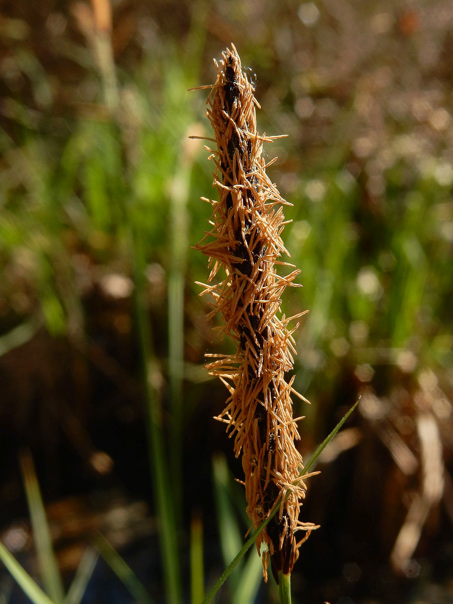 3395 Carice elevata 06