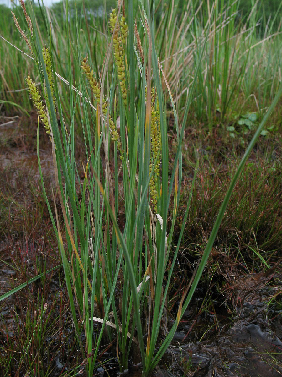 3422 Carice rigonfia 01