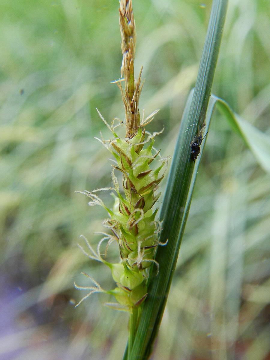 3422 Carice rigonfia 06