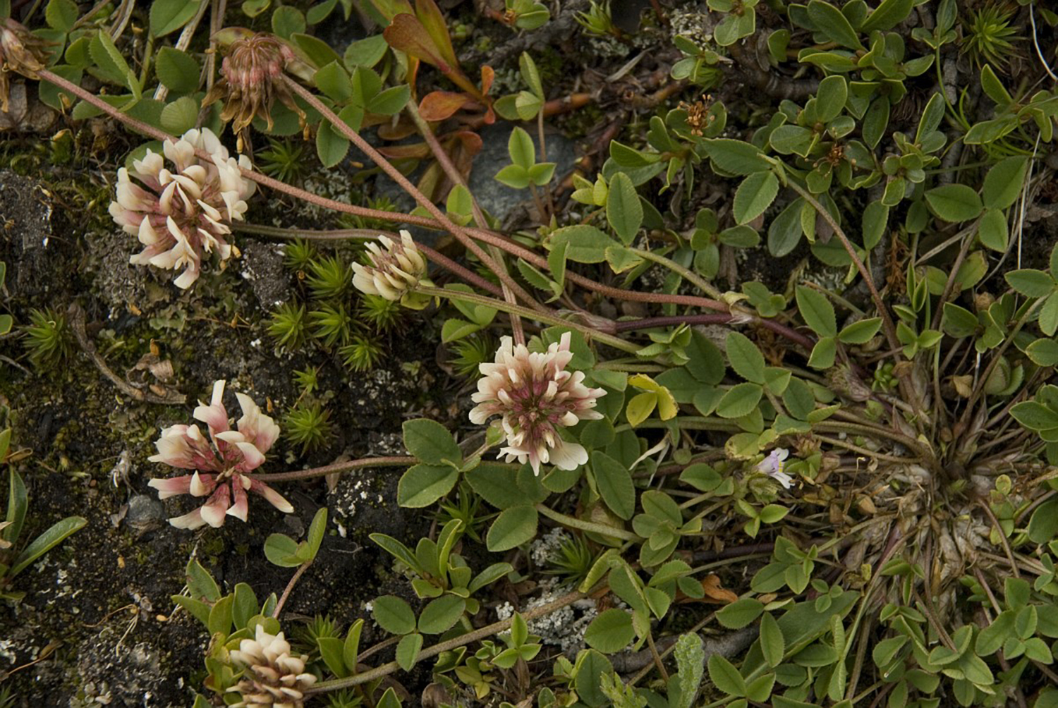 3513 Trifoglio pallescente 01