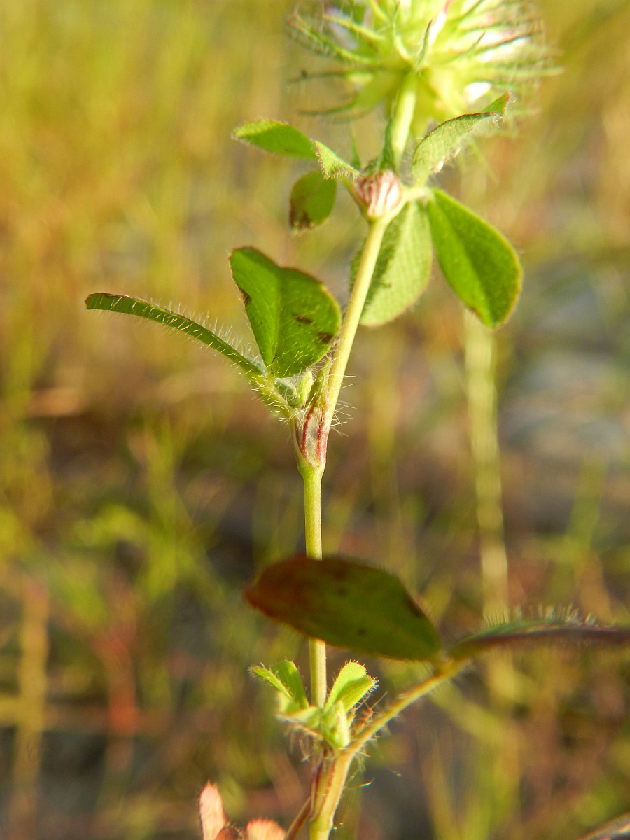 3513 Trifoglio pallescente 04