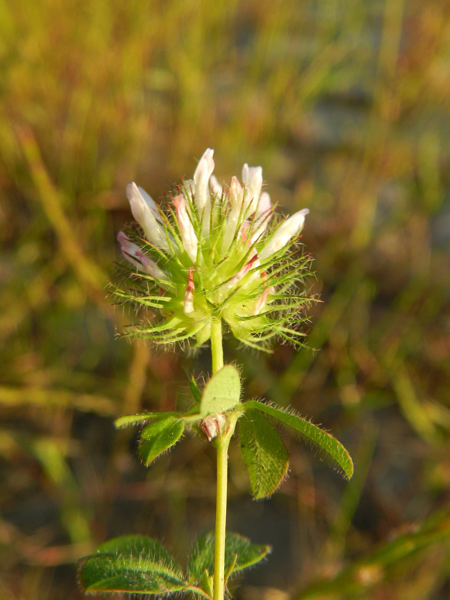 3513 Trifoglio pallescente 05