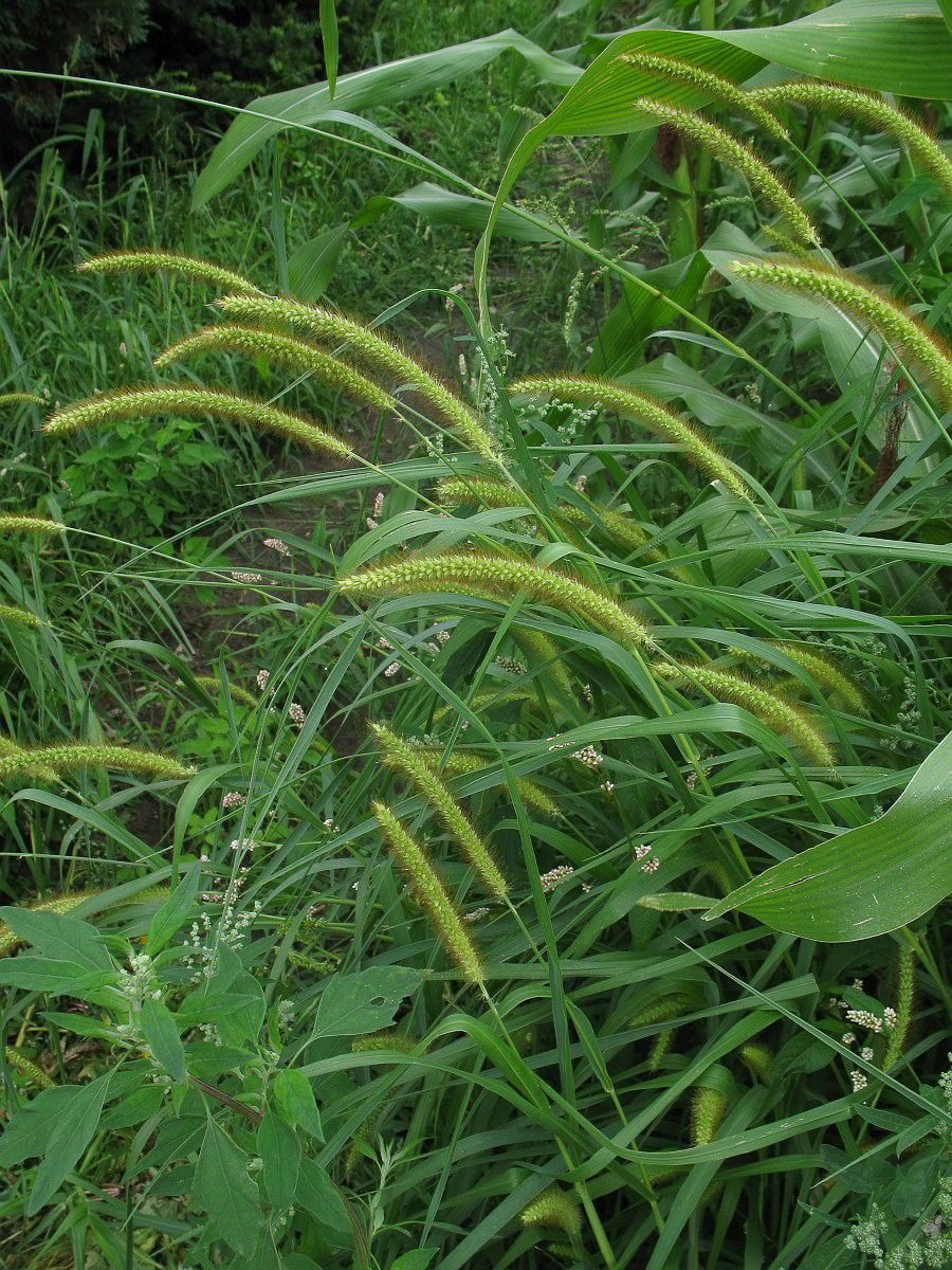 3549 Pabbio piccolo 01