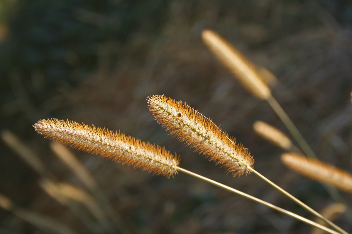 3549 Pabbio piccolo 04