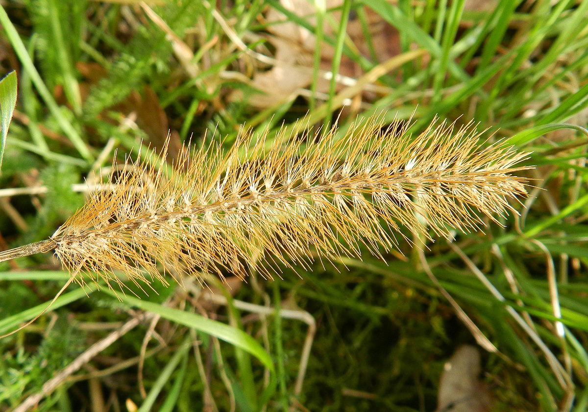 3549 Pabbio piccolo 06