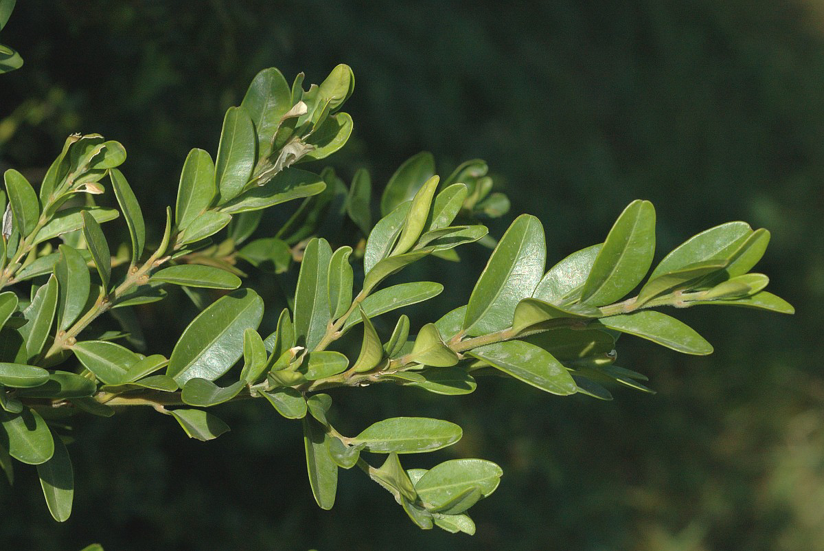 3588 Bosso comune 05