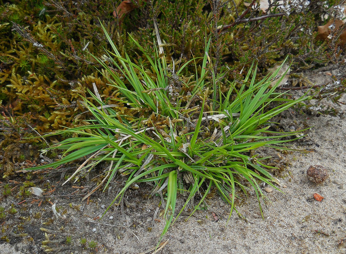 3838 Carice pallottolina 01