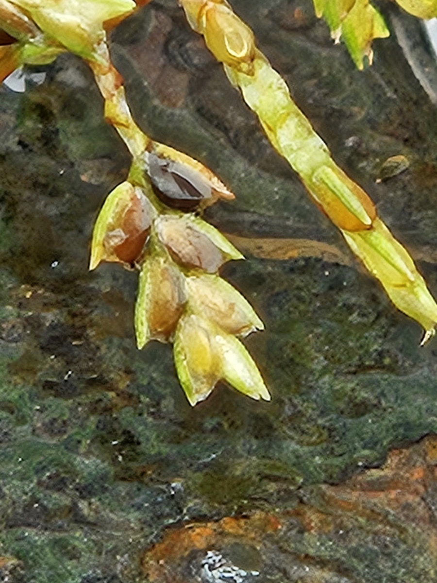 3925 Zigolo giapponese 05