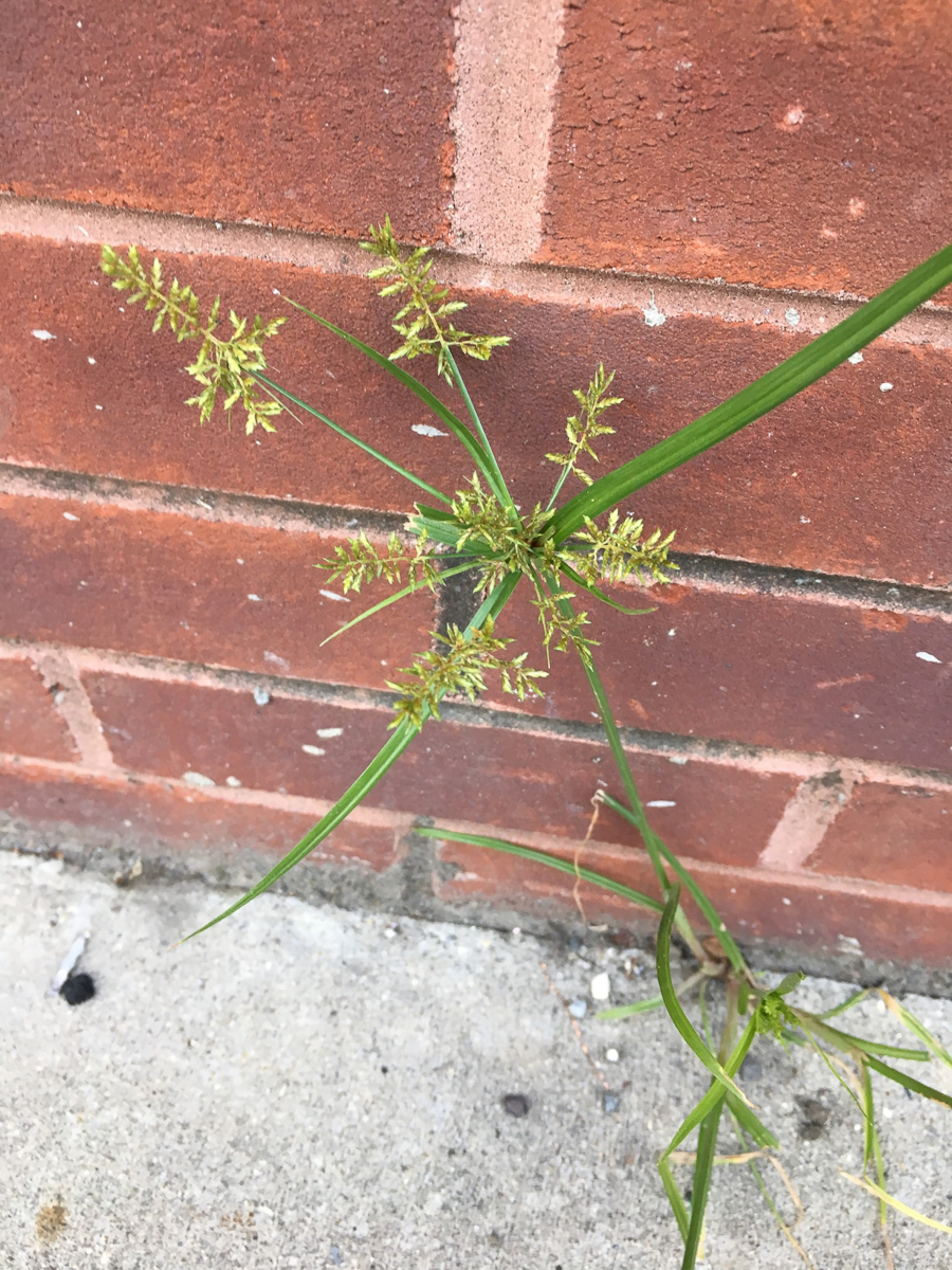 3925 Zigolo giapponese 06