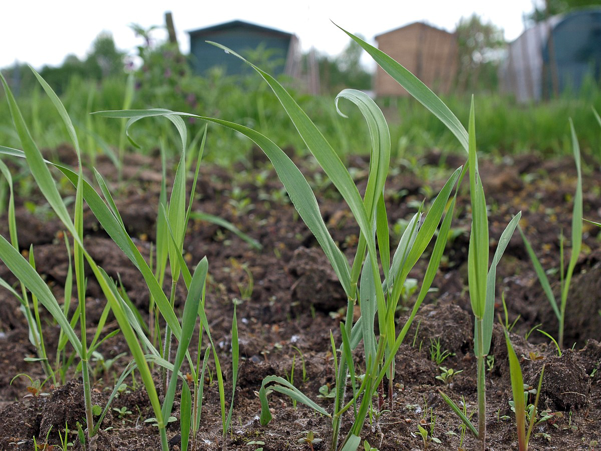 4023 Gramigna comune 01