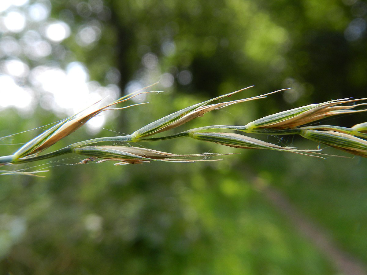 4023 Gramigna comune 04