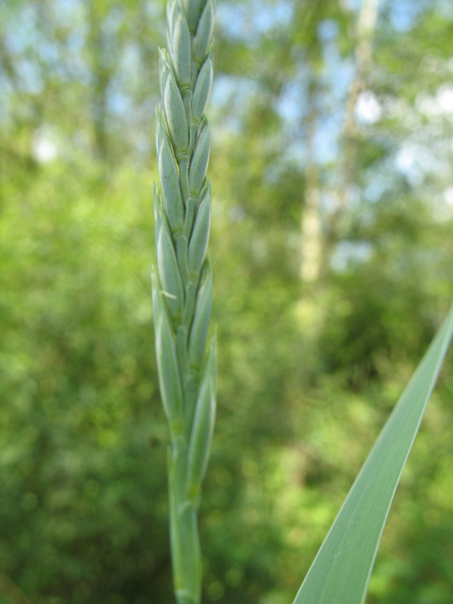 4023 Gramigna comune 05