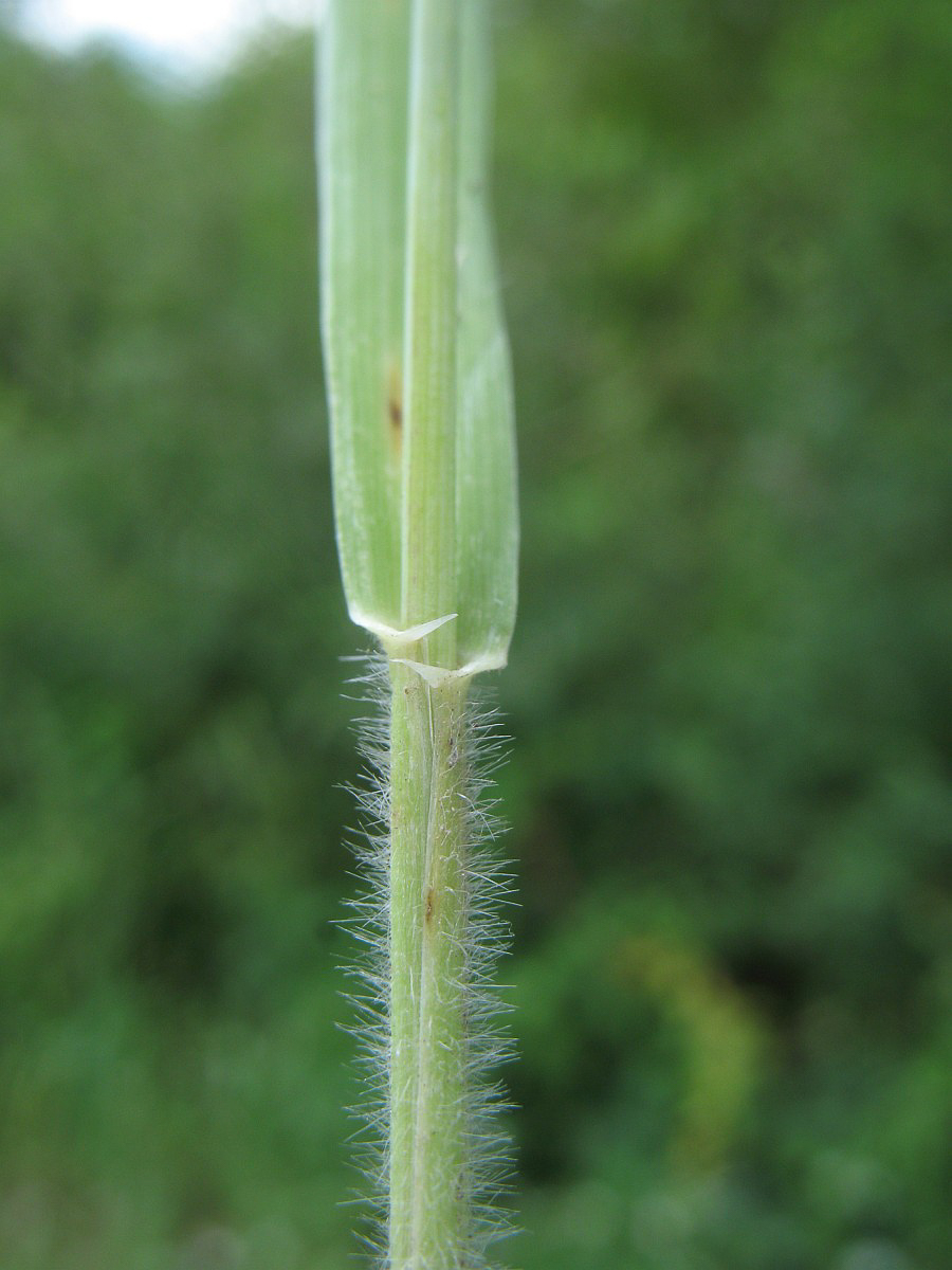 4023 Gramigna comune 06