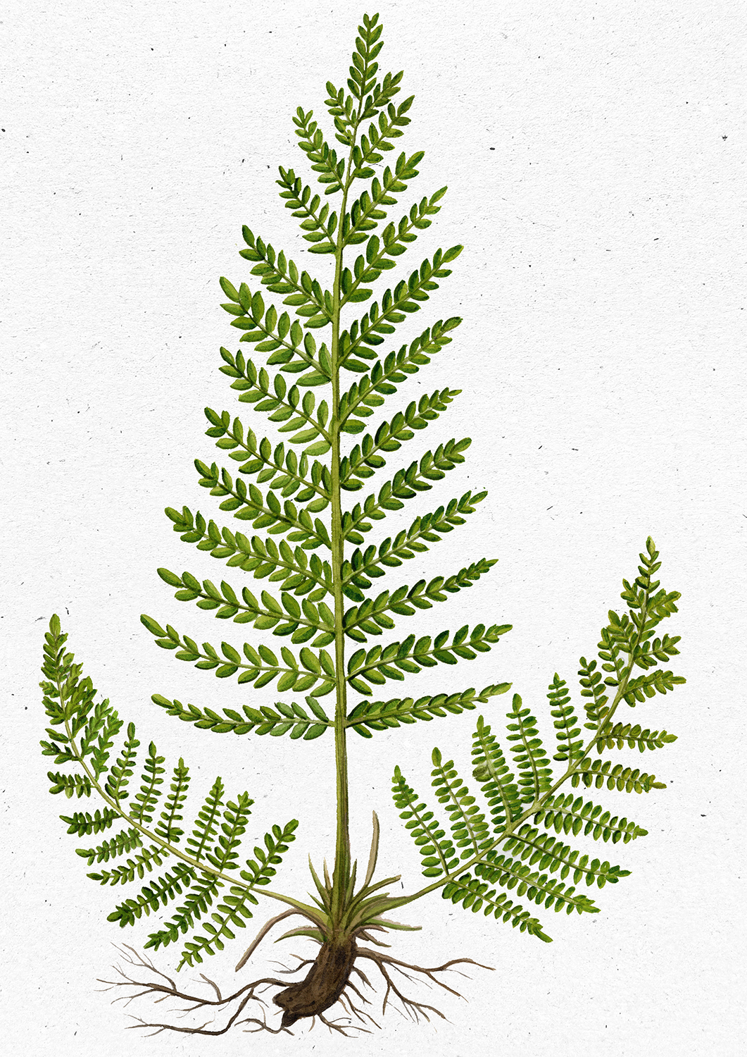 Athyrium filix-femina (L.) Roth 3113 copia