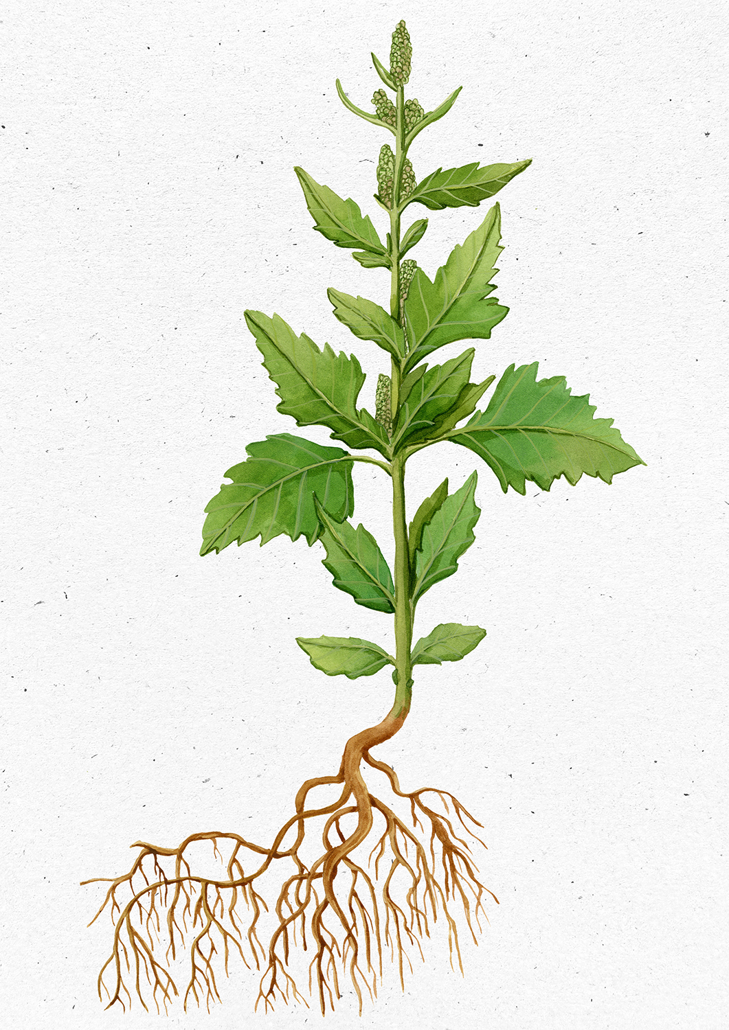 Chenopodium album L. 2114 copia