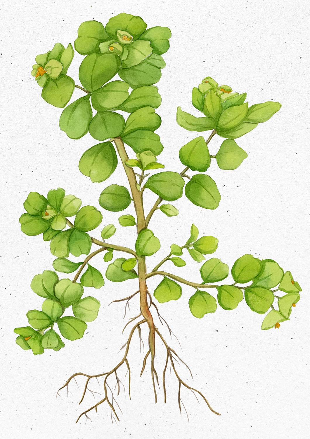 Euphorbia peplus L. 1181 copia