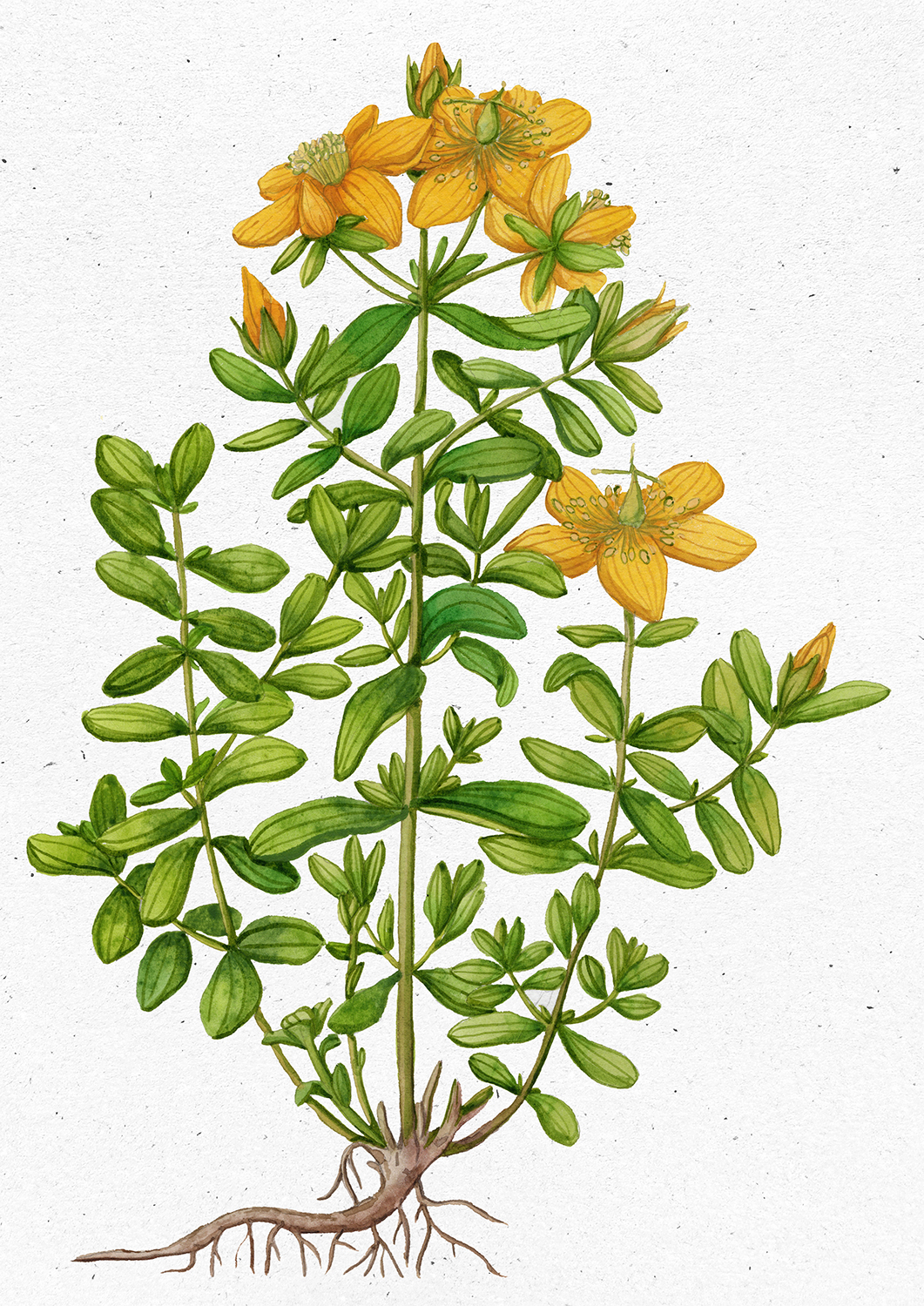 Hypericum perforatum L. 2763 copia