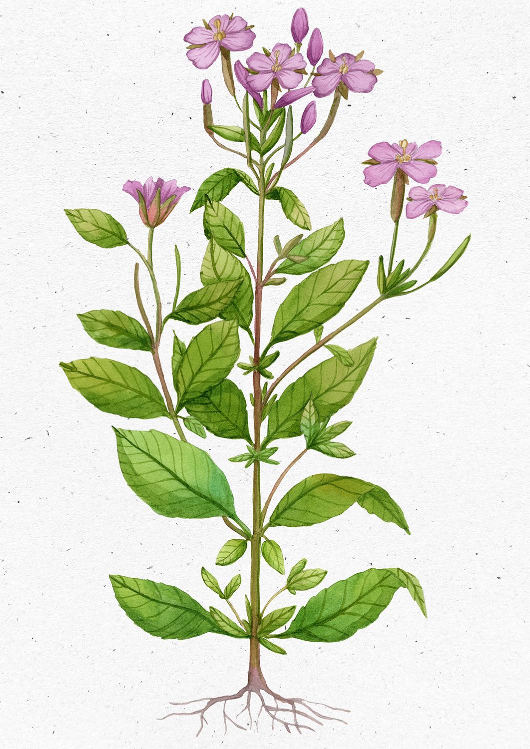 Petrorhagia prolifera (L.) P.W. Ball. 757 copia