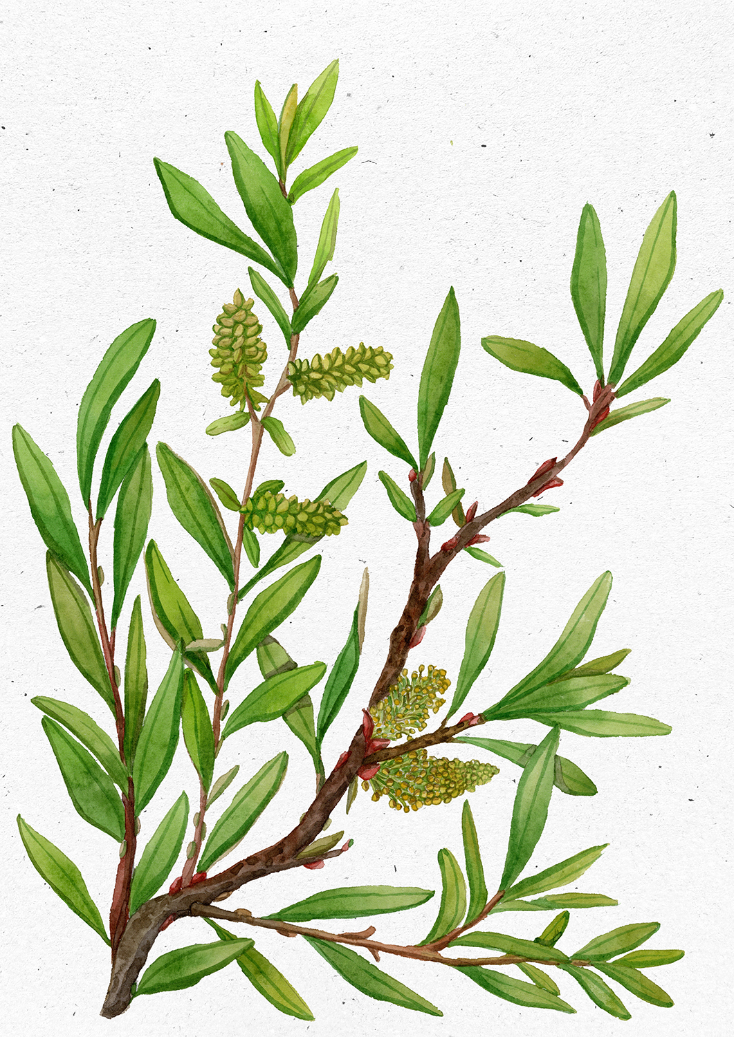 Salix purpurea L 2530 copia