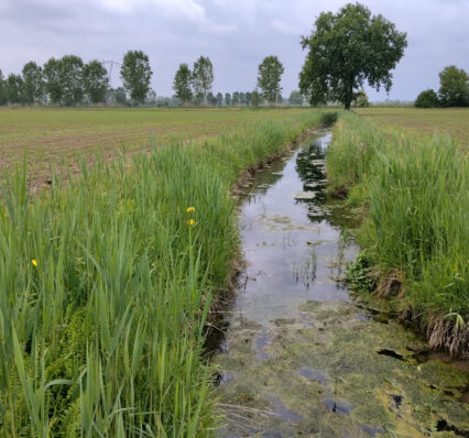 zona umida zona umida